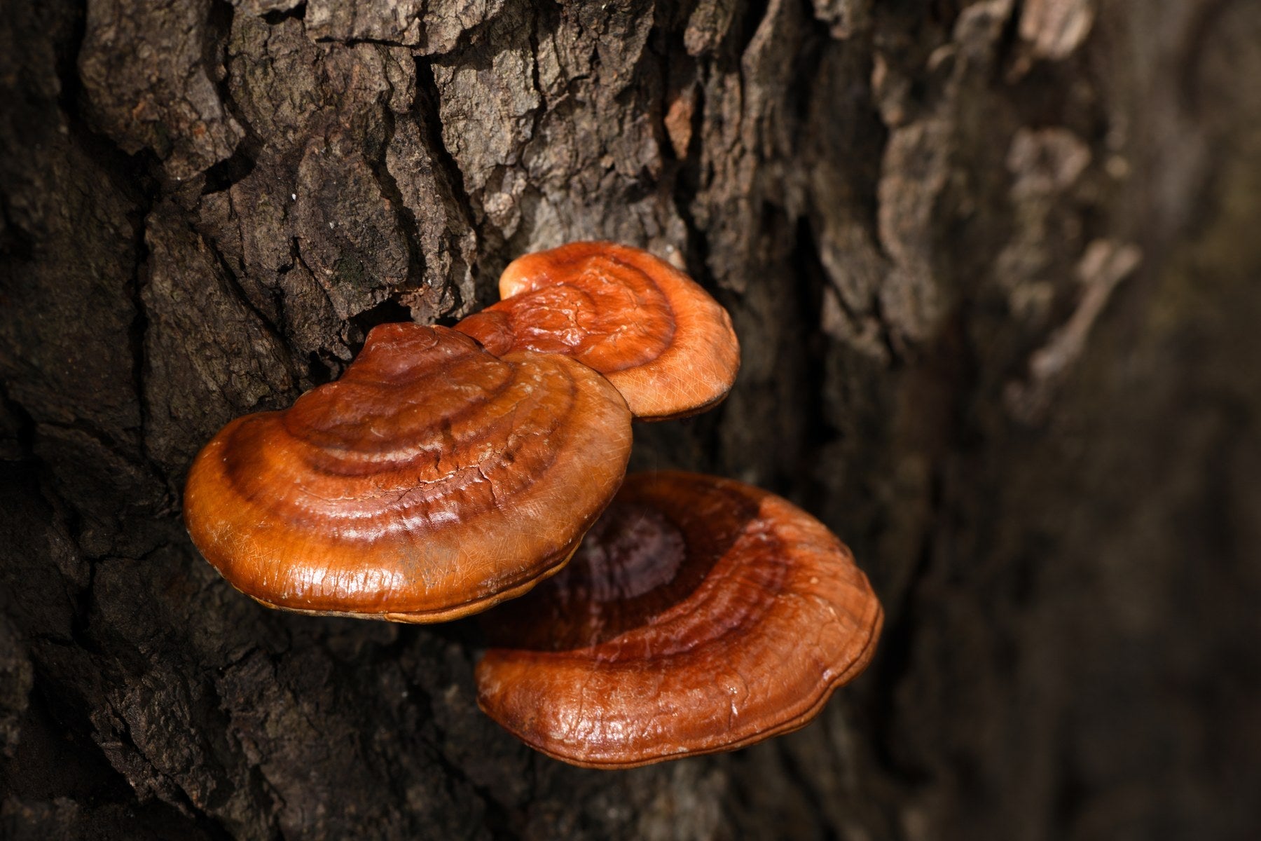 Reishi mushroom fruiting body
