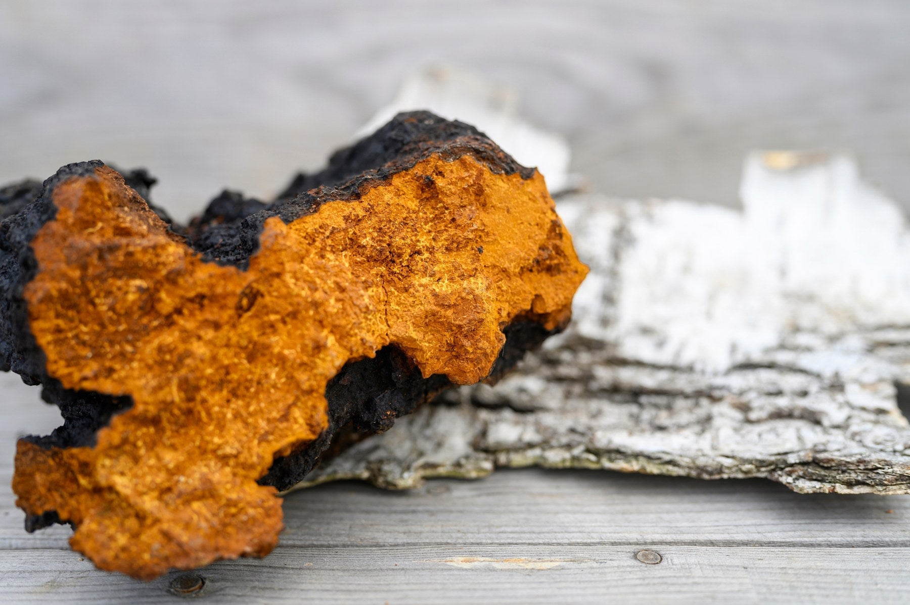Chaga mushroom on birch bark