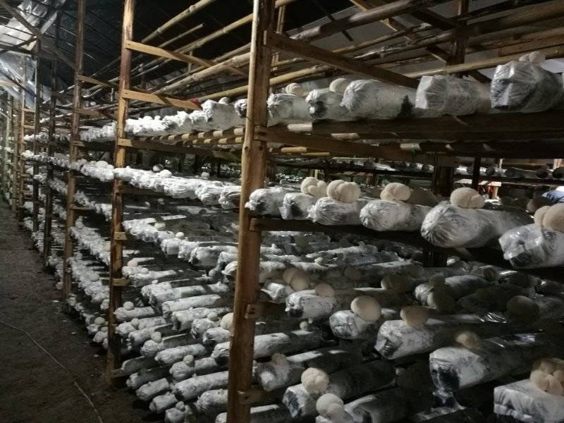 Lion's Mane mushroom cultivation bags with fruiting bodies