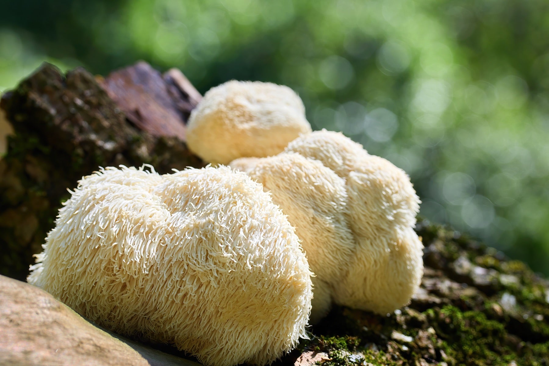 Lion’s Mane mushroom with its distinctive cascading white fruiting body