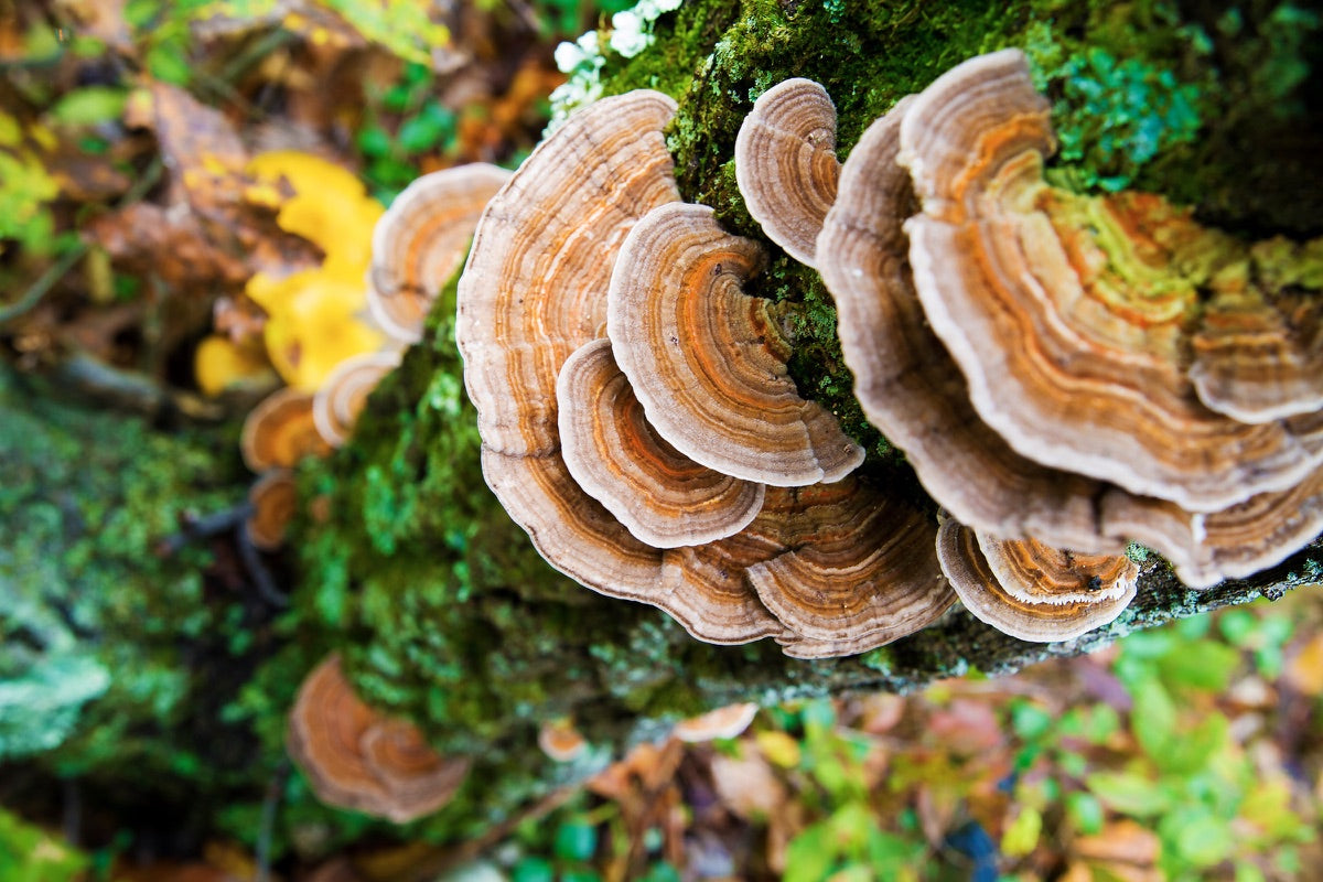 Turkey Tail mushrooms growing in layered fans on a mossy log