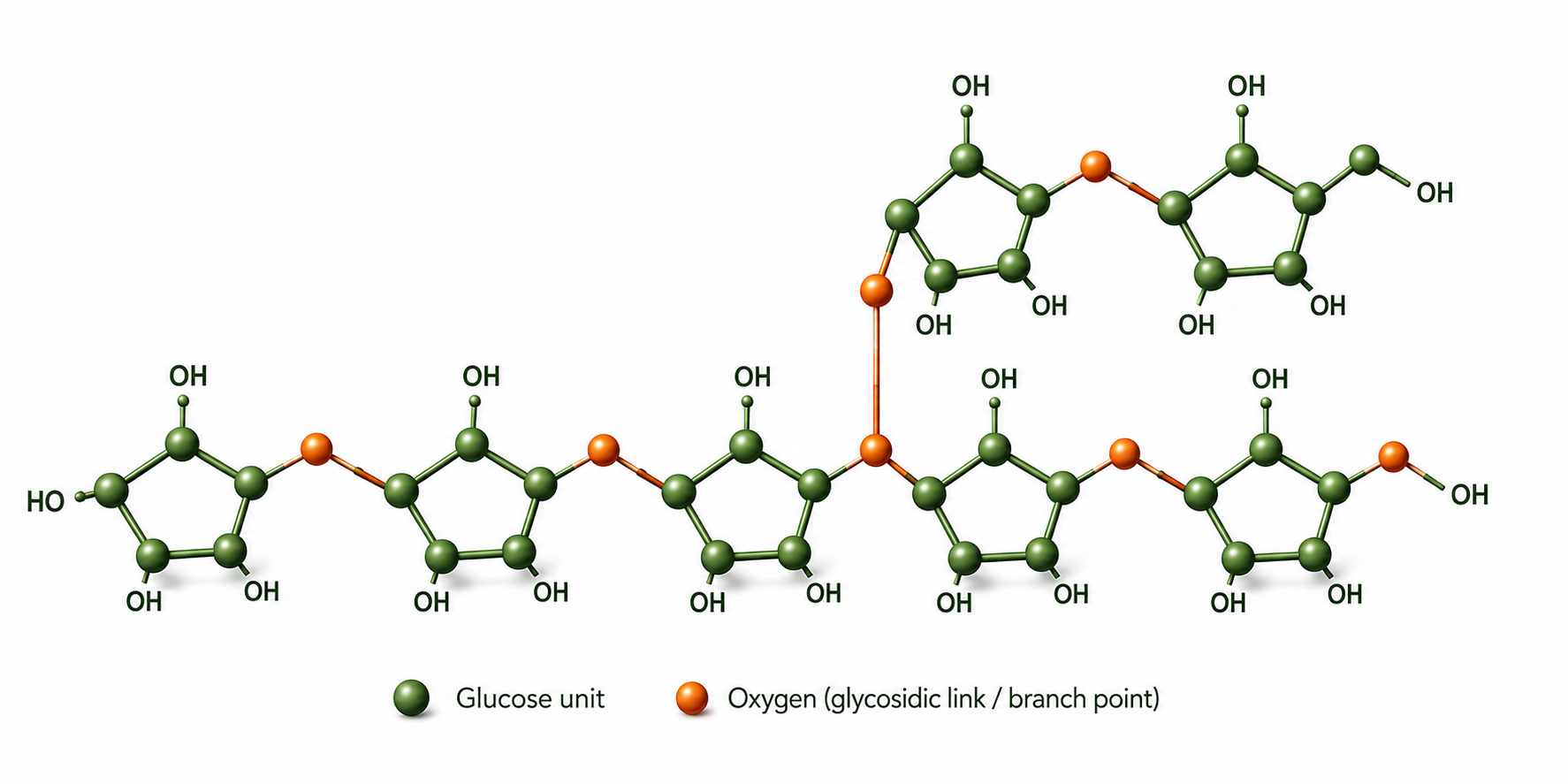 Simplified mushroom beta-glucan structure